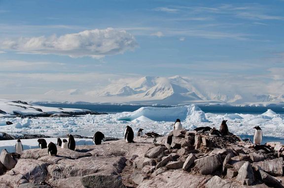 Wildlife | Antarpply Expeditions - Explore Antarctica on board the Ushuaia