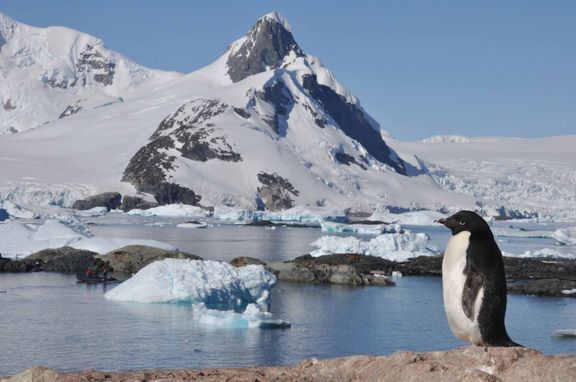 Wildlife | Antarpply Expeditions - Explore Antarctica on board the Ushuaia